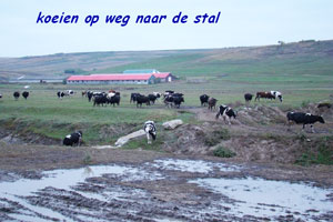 2010 oktober bulthuis koeien-op-weg-naar-de-stal.jpg